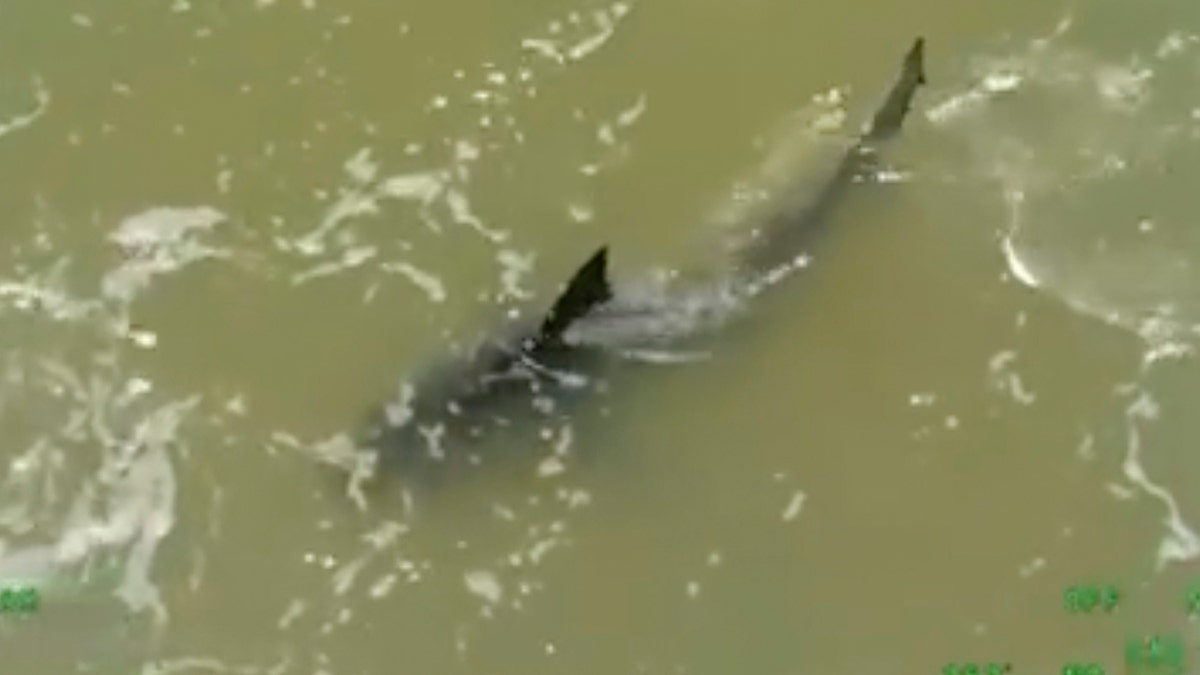 Texas shark in water