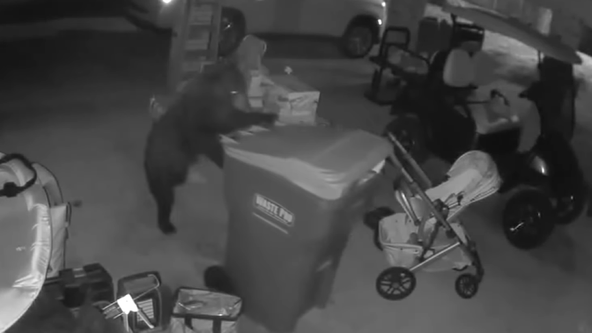 Surveillance video of the bear holding trash can