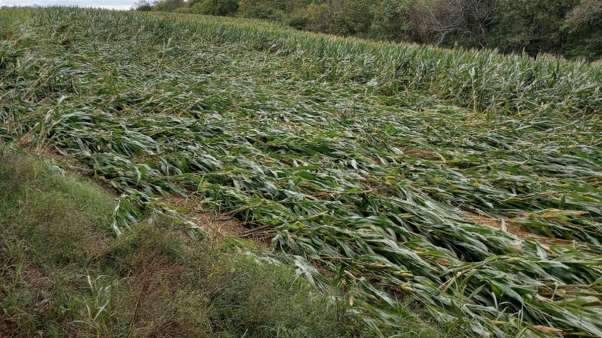 Destroyed rows of corn in Tennessee