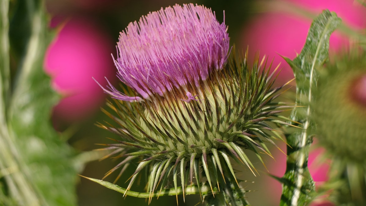 Pink thistle