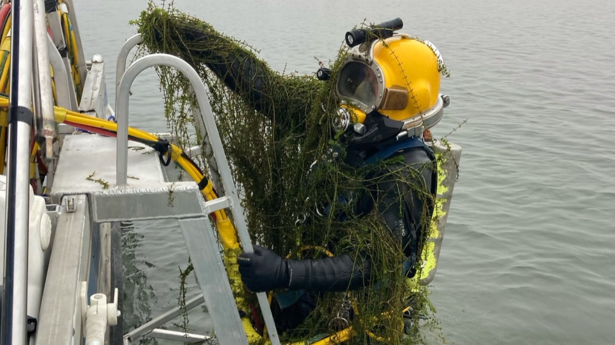 A diver covered in weeds in the Thermatillo Afterbay