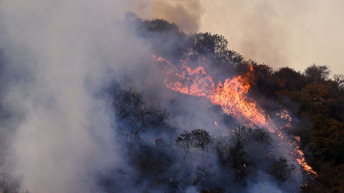 Brentwood California fiery brush