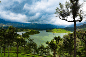 Munnar: A Tranquil Escape into Nature’s Heart Munnar: A Tranquil Escape into Nature’s Heart