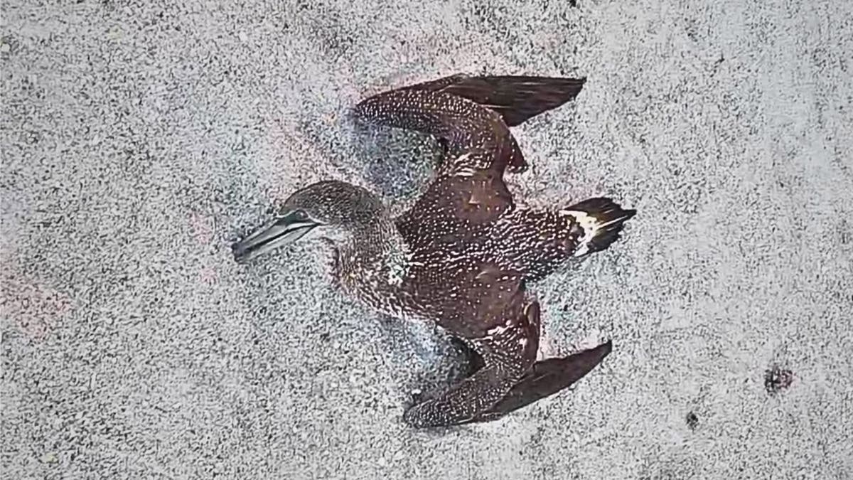 Dead seabird lying on a beach along Florida’s Space Coast