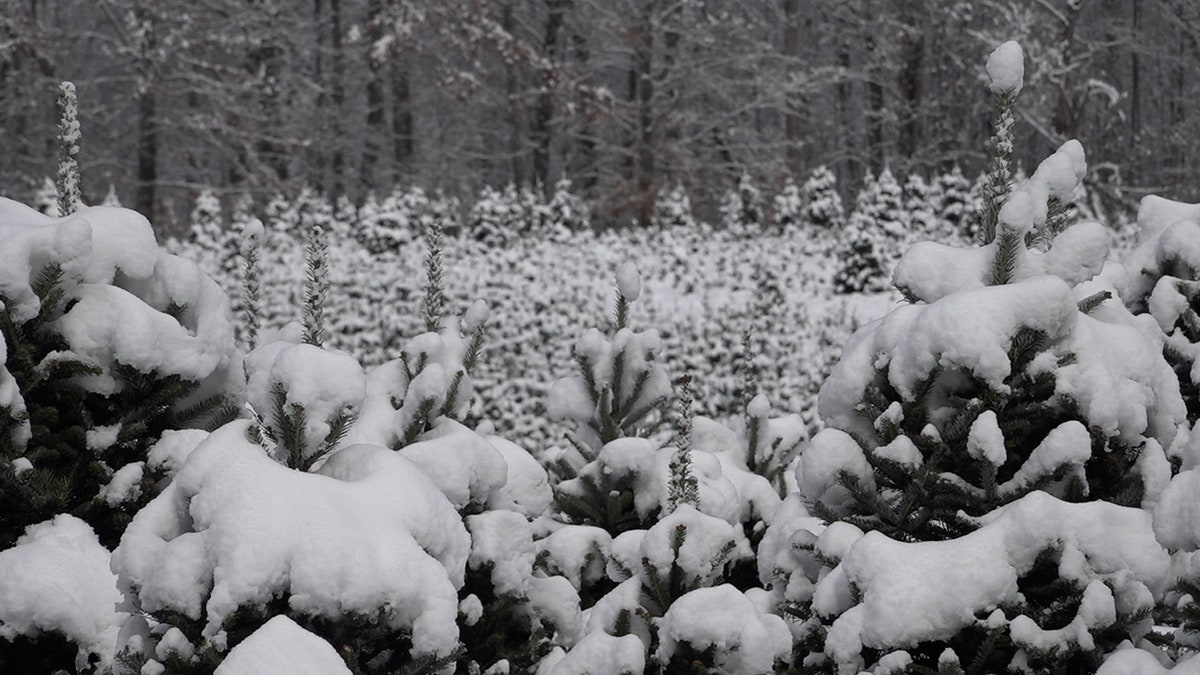 Christmas tree growers have optimistic outlook on sales