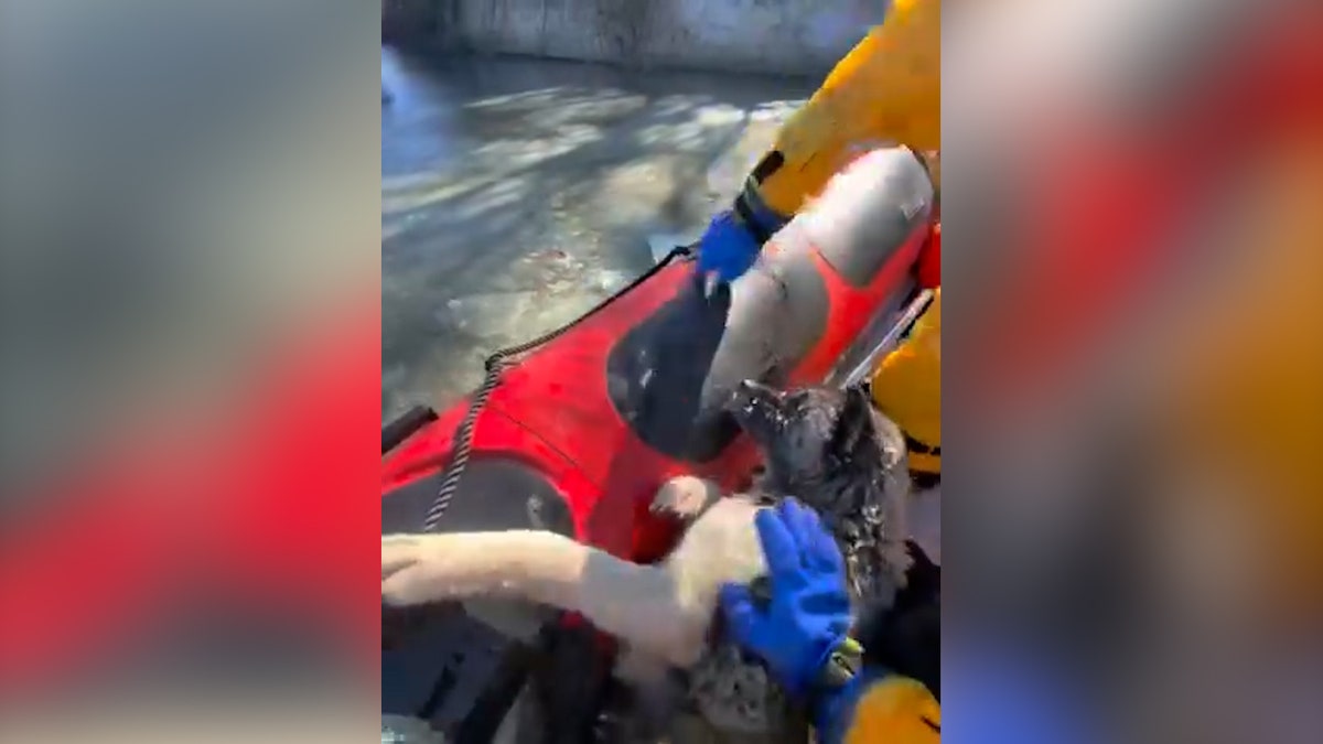 dog rests inside a boat following a rescue operation