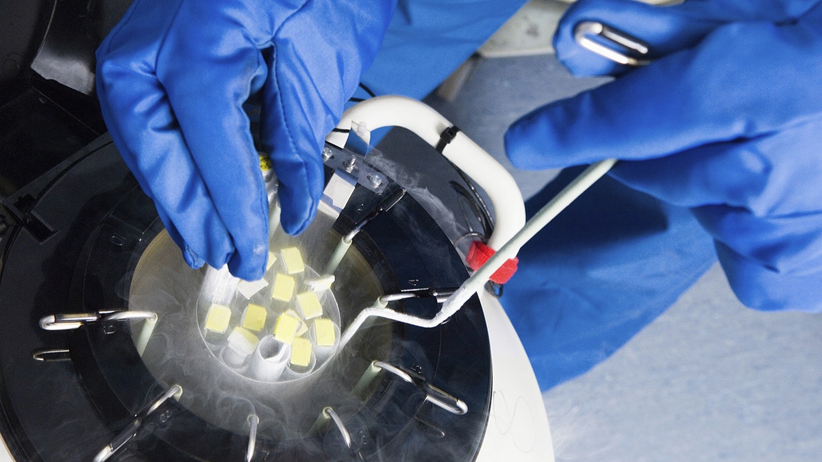 doctor extracting embryos