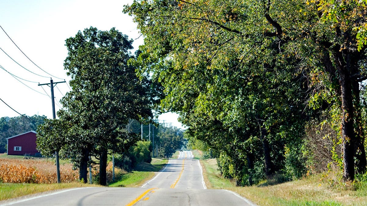 A rural road lined with scrub oaks and powerlines in Wisconsin