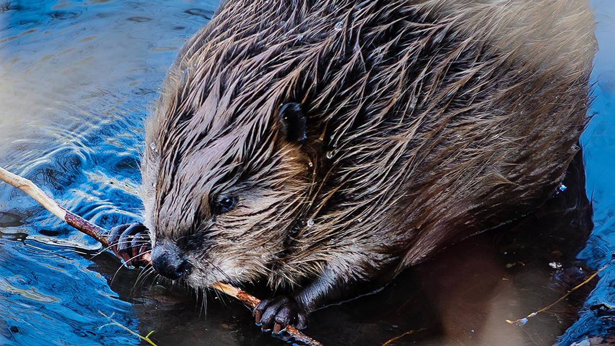 A beaver chewing on a stick in the Boise River near 32nd Street in Garden City, Idaho