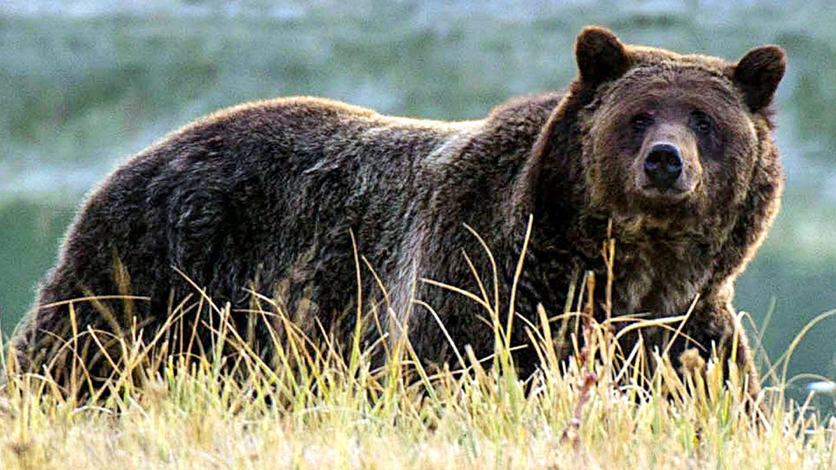 A grizzly bear standing in Yellowstone National Park in Wyoming