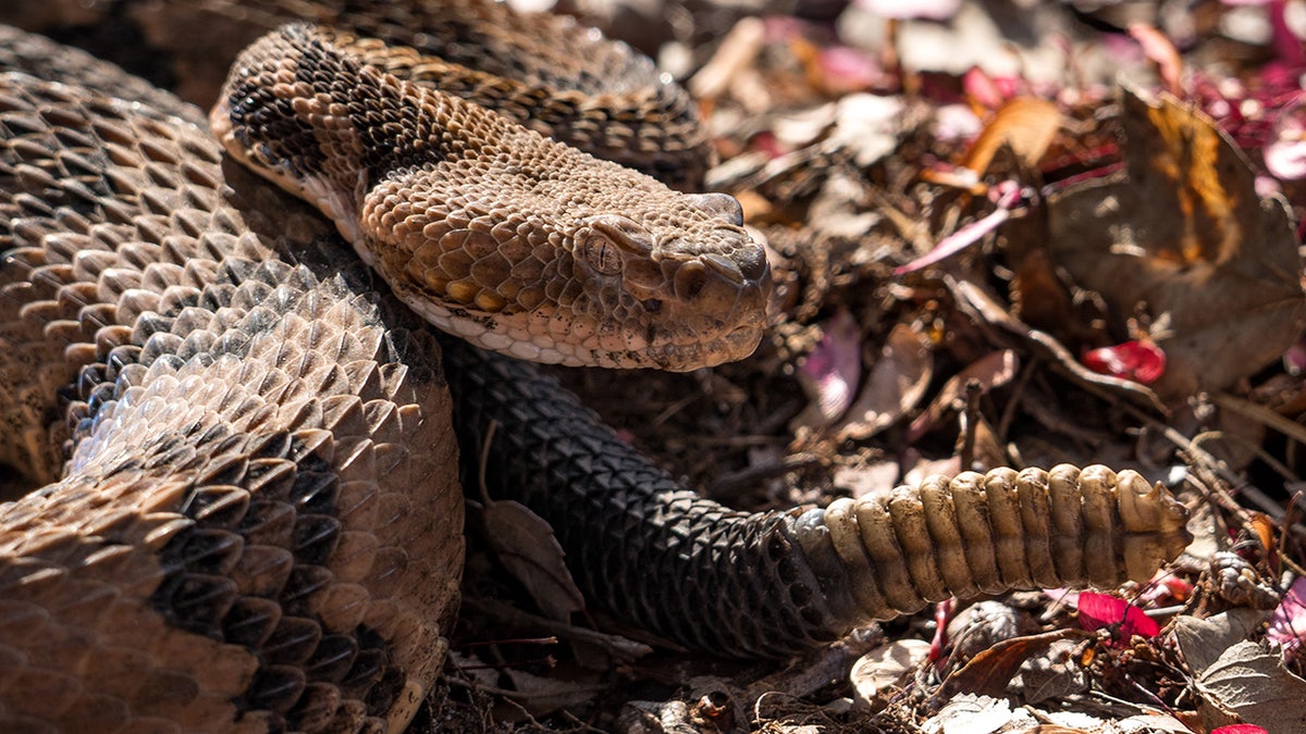 A timber rattlesnake sitting in the sun in Okefenokee State Park in Folkston, Ga.