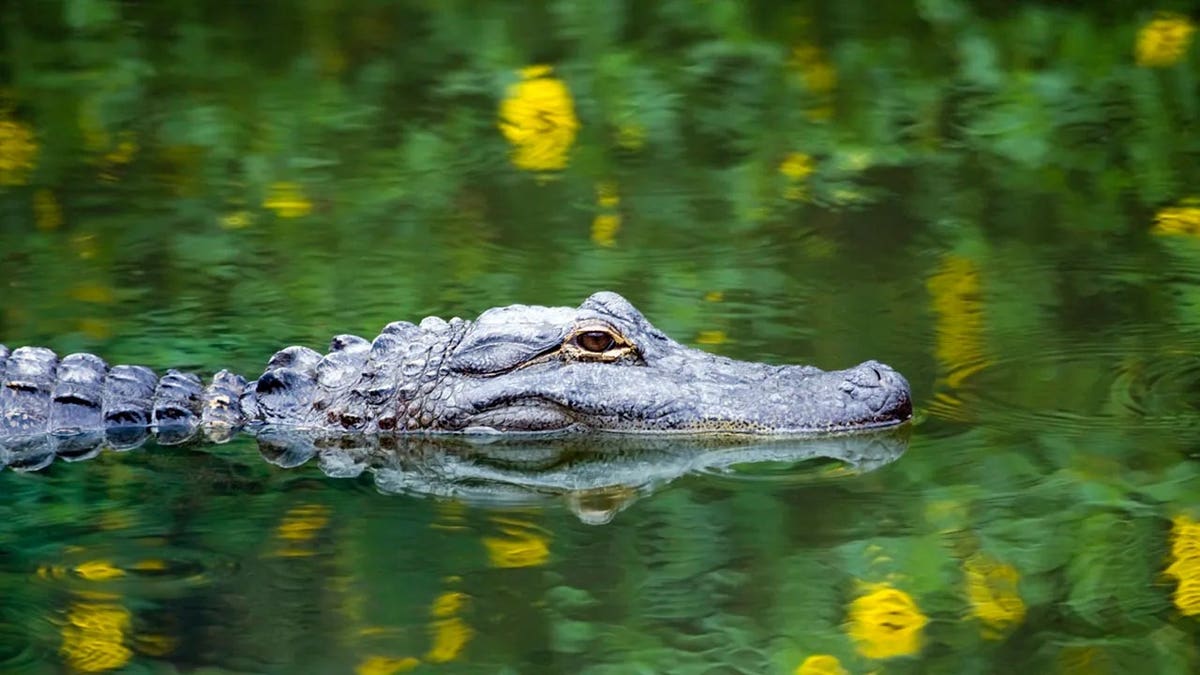 American Alligator skims water in Everglades
