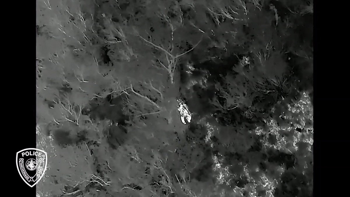 Thermal drone image showing bear