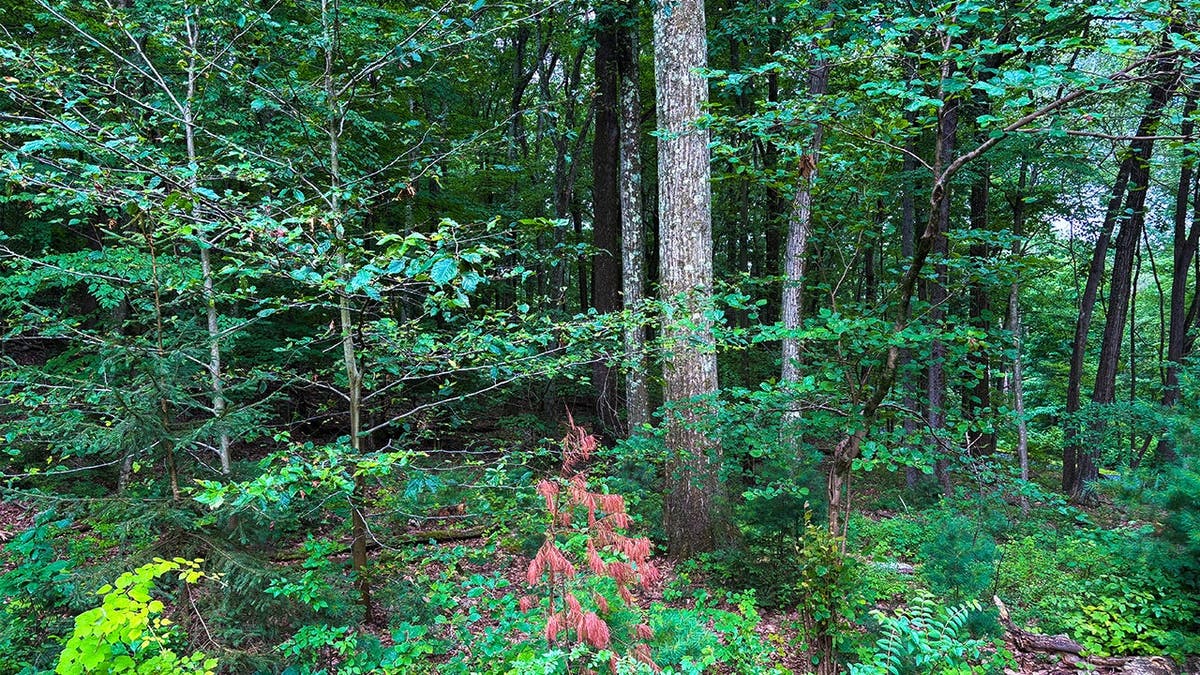 image shows woods on yard