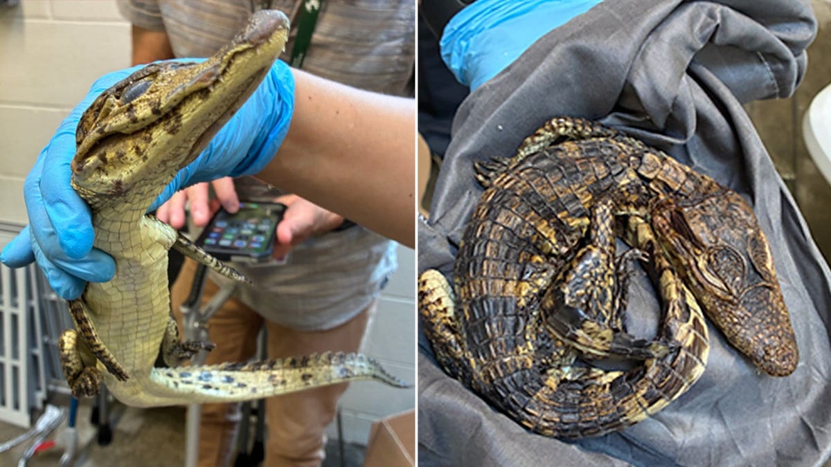 Crocodile and caiman found at U.S.-Mexico border