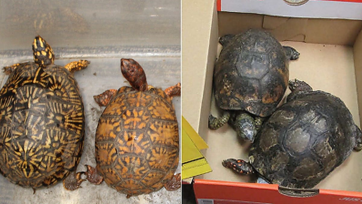 Protected turtles in wildlife trafficking investigation