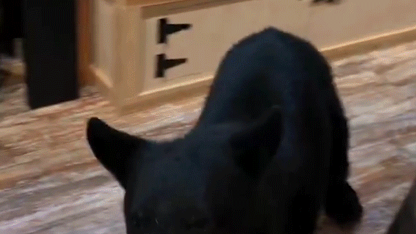 A bear suddenly jumped onto the counter inside a Gatlinburg tea shop as Joshua Card recorded the unusual encounter.