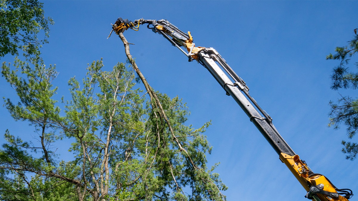 hydraulic grapple on tree