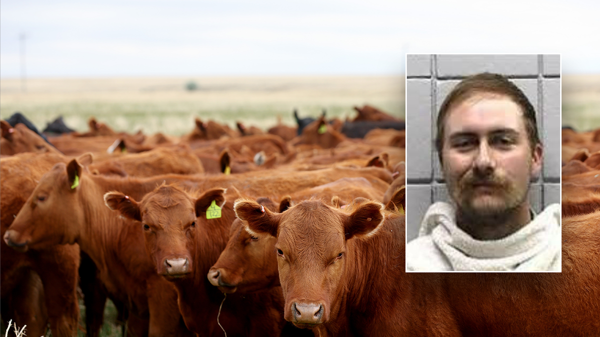 Split of the suspect's mug shot and some cattle.