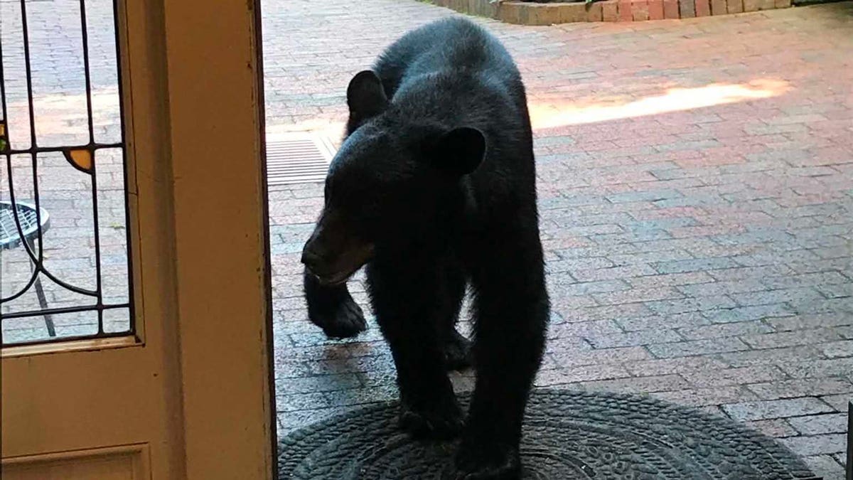 A bear wandered through a Gatlinburg tea shop,