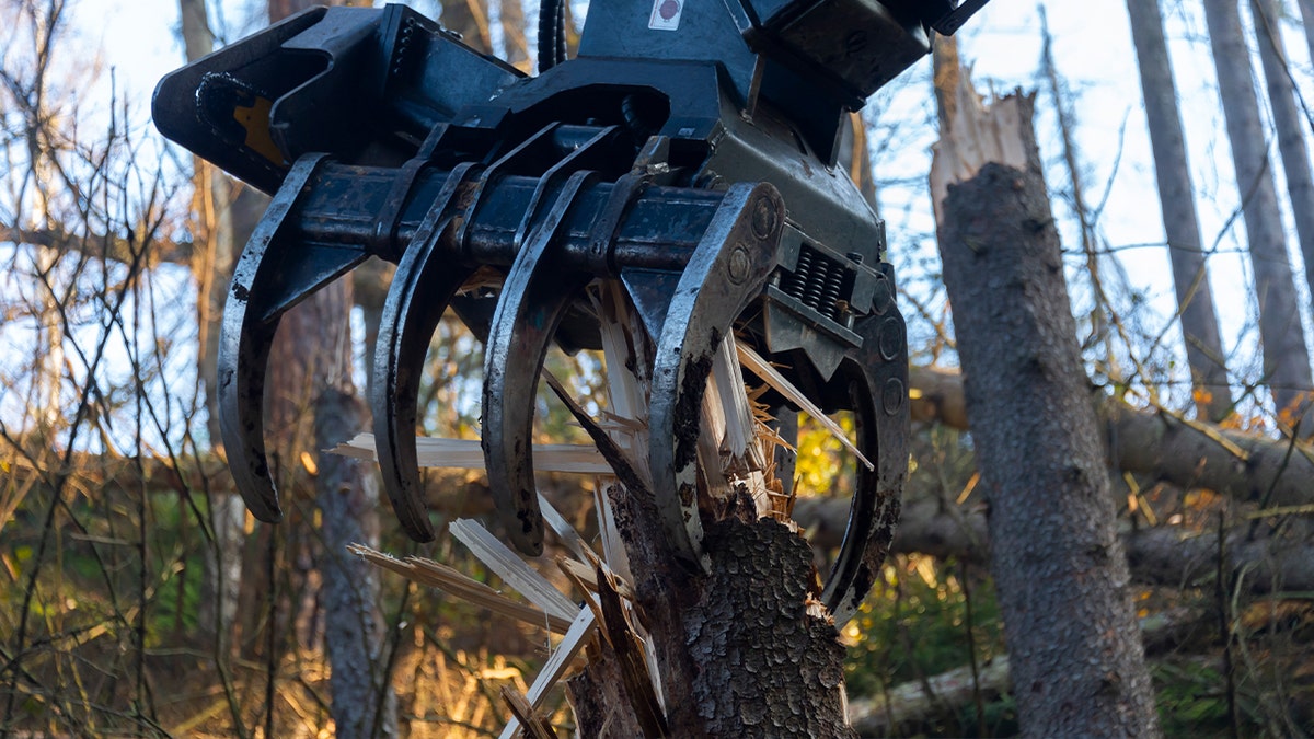 hydraulic grapple grabs tree branch from high up