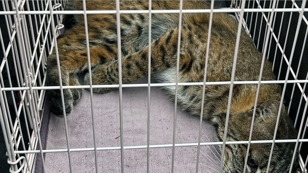 bobcat being held in a cage