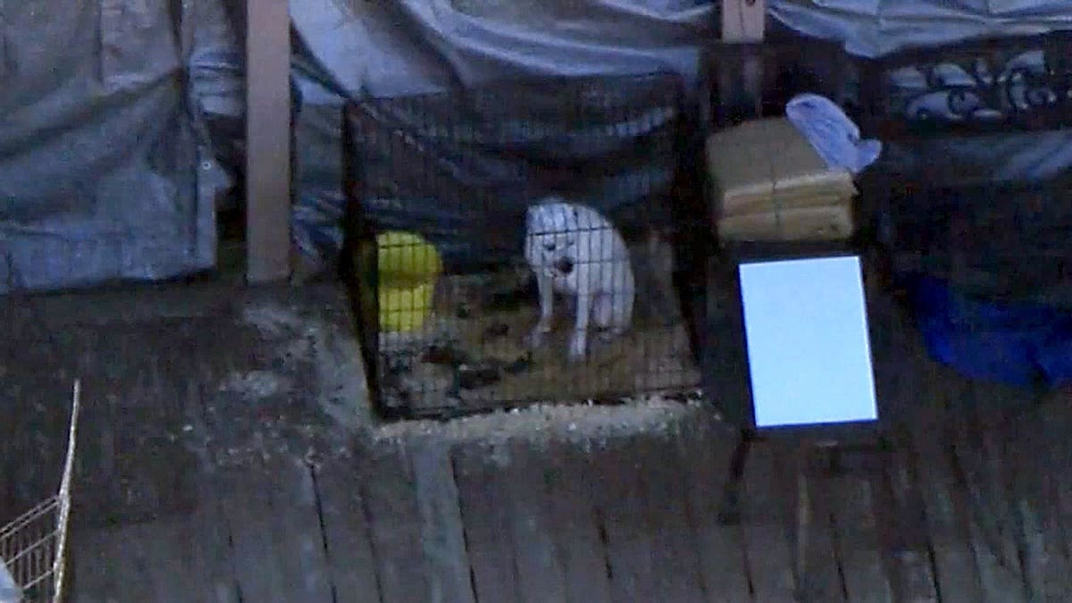 a scared dog in a small cage at Rock ‘N’ Pawz animal rescue