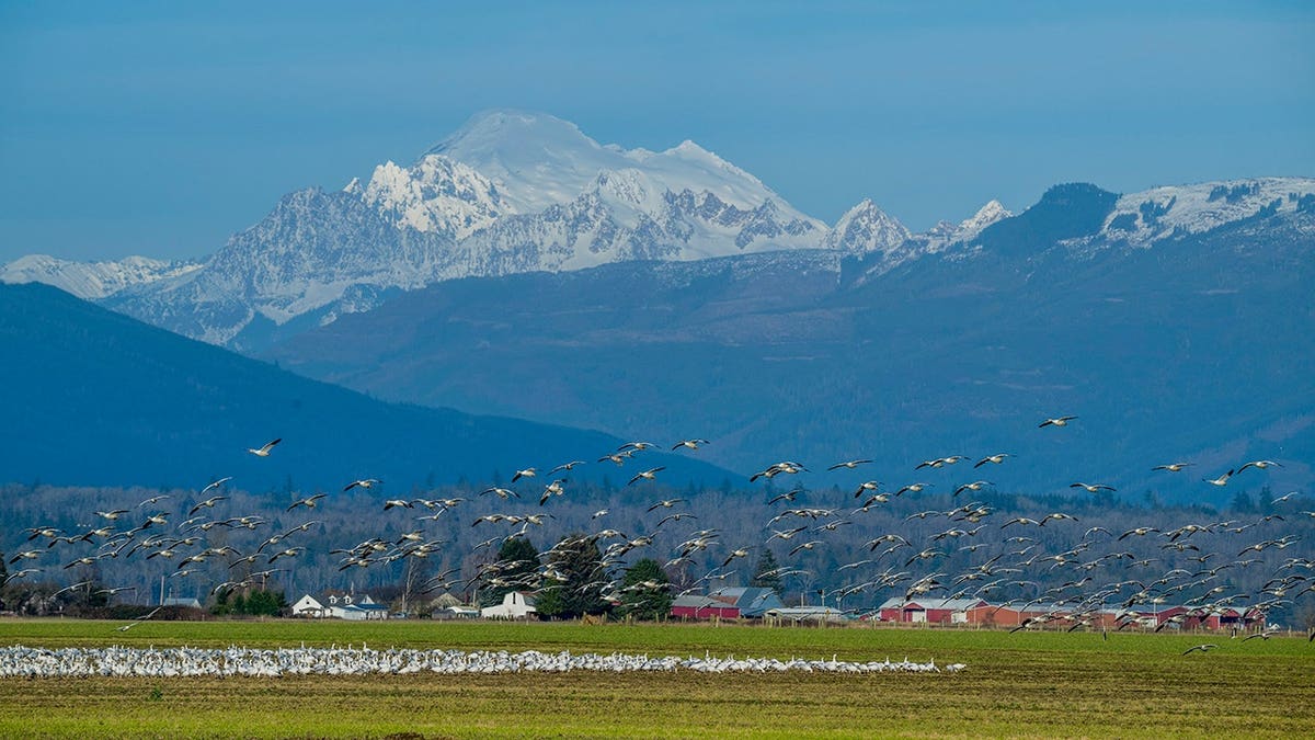 Snow geese take off and feed in fields near Mount Vernon, Wash., with Mount Baker in the background.