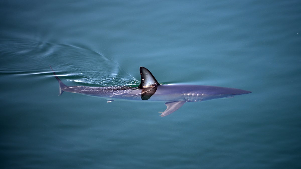 Shortfin Mako