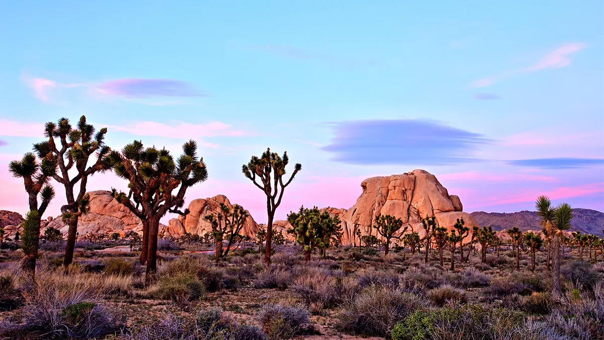 Joshua trees and rock formations in Joshua Tree National Park in Southern California